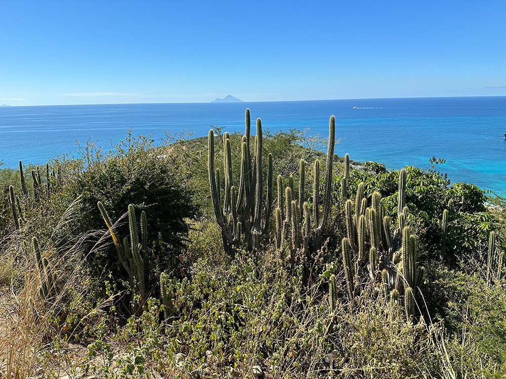 Saint Martin, Simpson Bay cacti