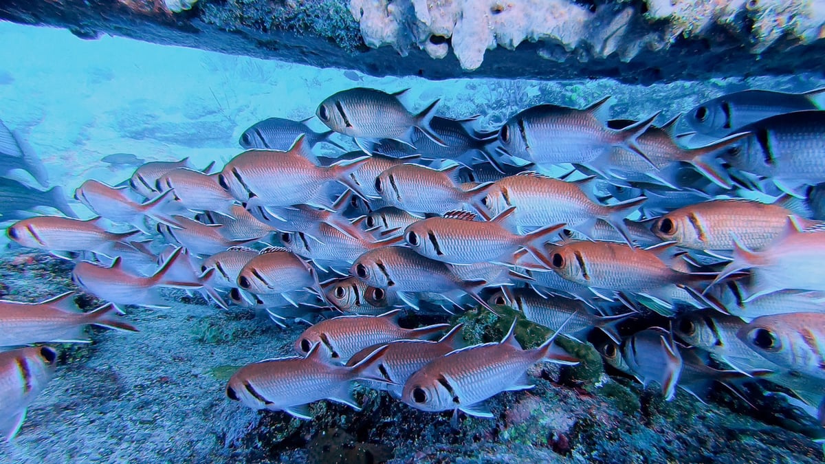 Blackbar soldierfish 