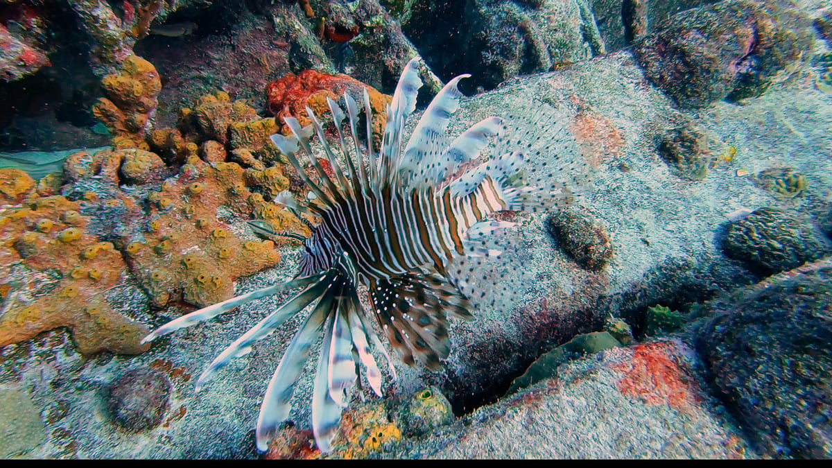 Lion fish