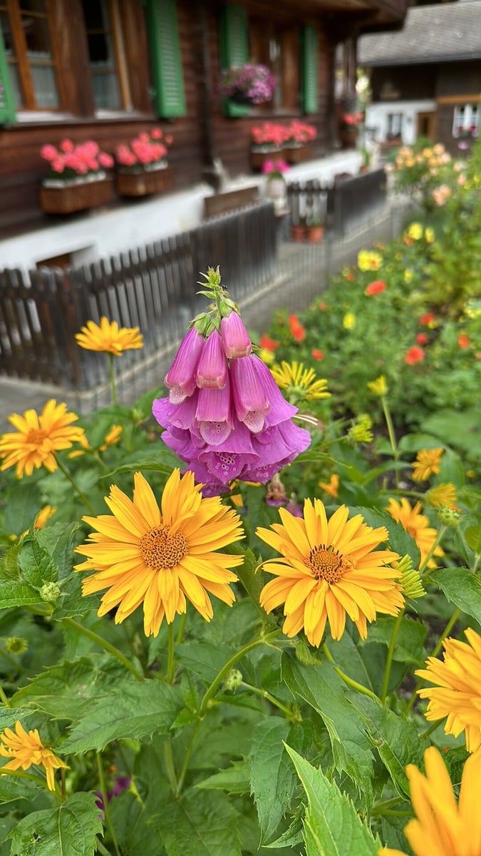 Grimelwald garden flowers