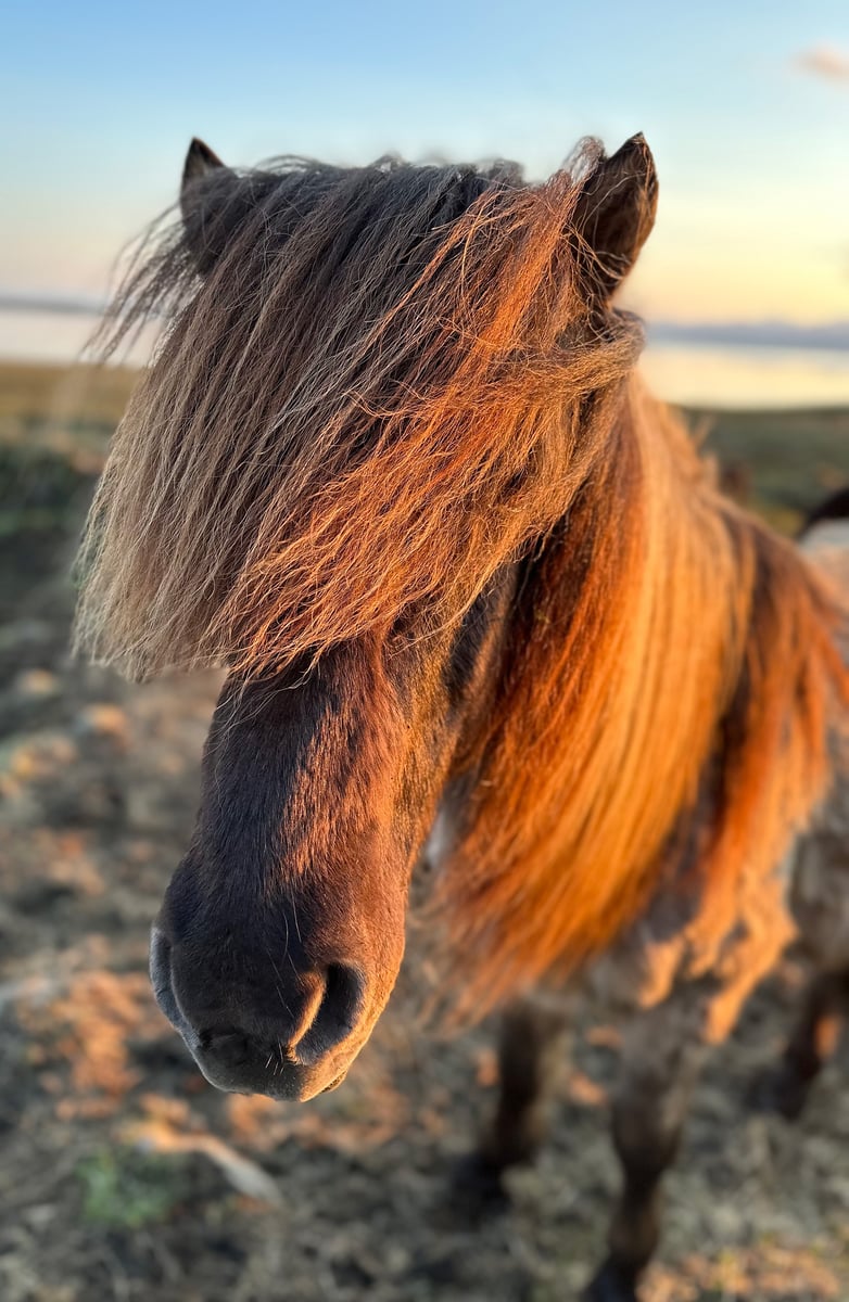 A beautiful and friendly Icelandic horse.